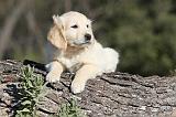 GOLDEN RETRIEVER 551